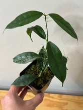 Load image into Gallery viewer, 137. Hoya Cystiantha Splash