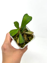 Load image into Gallery viewer, Hoya Manipurensis Variegated C