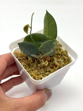 Load image into Gallery viewer, Hoya Thomsonii