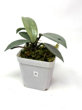 Load image into Gallery viewer, Hoya Wilbur Graves Silver A