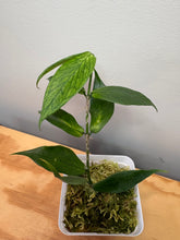 Load image into Gallery viewer, 172. Hoya Polyneura