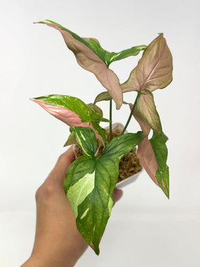 Syngonium Tricolour ‘Red Spot’
