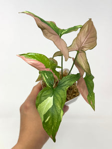 Syngonium Tricolour ‘Red Spot’