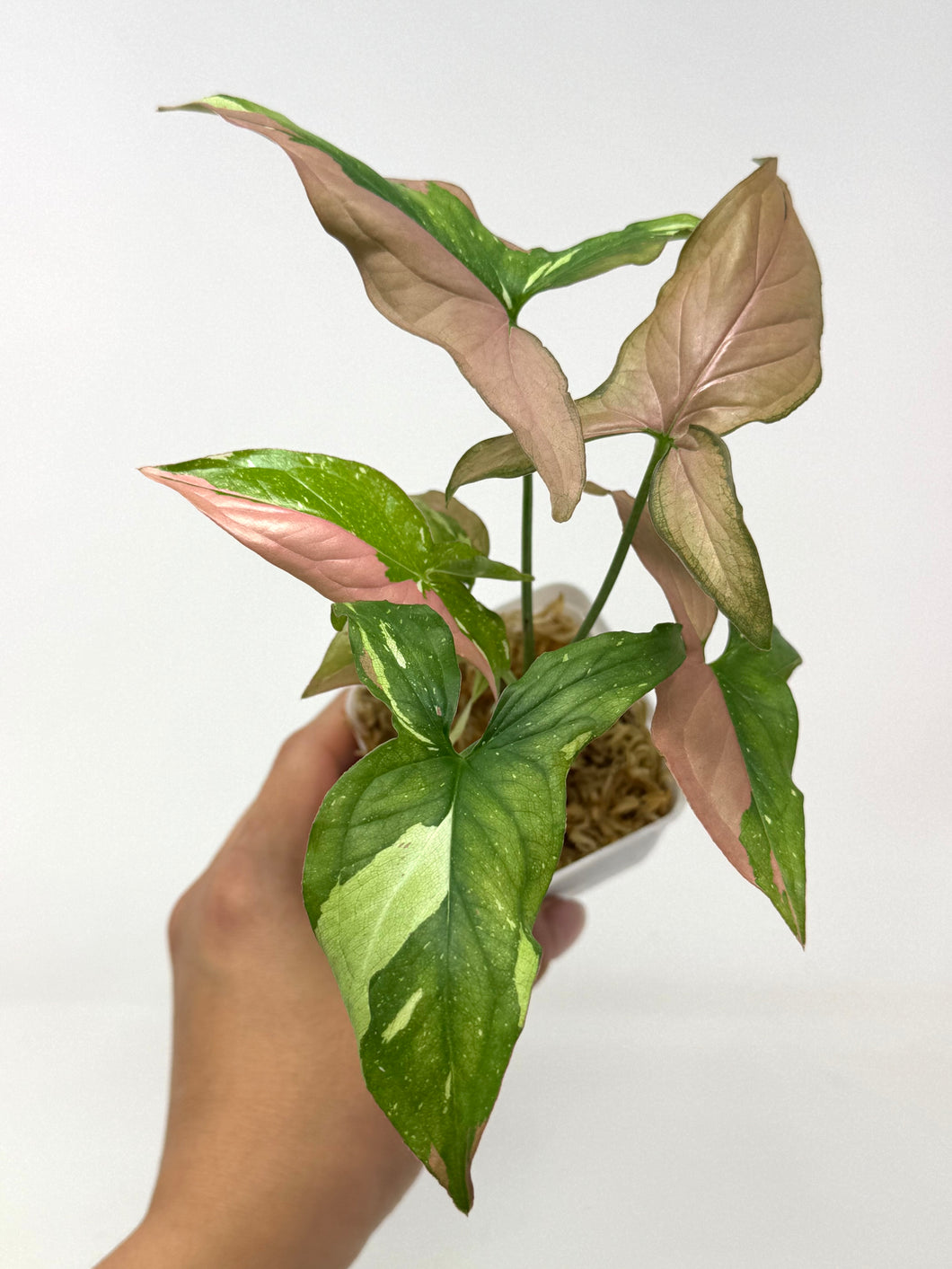 Syngonium Tricolour ‘Red Spot’