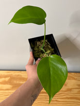 Load image into Gallery viewer, 79. Monstera Deliciosa Aurea Variegated
