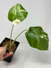 Load image into Gallery viewer, Monstera Deliciosa Albo Variegated J