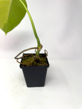 Load image into Gallery viewer, Monstera Deliciosa Aurea Variegated C