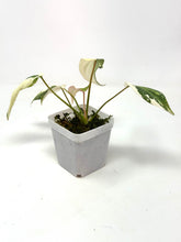 Load image into Gallery viewer, Philodendron Gloriosum Variegated C