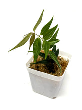 Load image into Gallery viewer, Hoya Leucantha