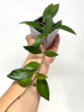 Hoya David Cummingii