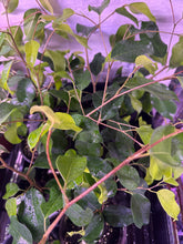 Load image into Gallery viewer, Ficus Benjamina ‘Little Leaf’