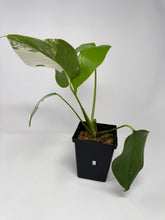 Load image into Gallery viewer, Monstera Deliciosa Albo Variegated I