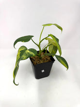 Load image into Gallery viewer, Philodendron Bipennifolium Violin Variegated E