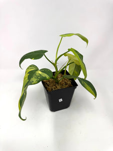 Philodendron Bipennifolium Violin Variegated E