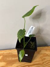 Load image into Gallery viewer, 87. Monstera Thai Constellation