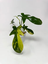 Load image into Gallery viewer, Philodendron Florida Beauty