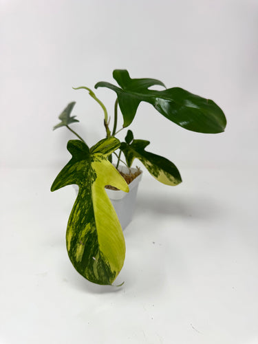 Rare and unique plants  Tagged "new" Planthaven Toronto