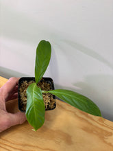 Load image into Gallery viewer, 125. Philodendron Lynette ‘Campii’