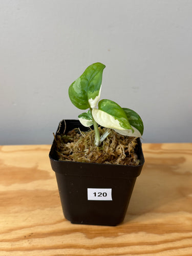 120. Monstera Adansonii Albo Variegated (juvenile)