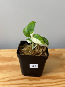 120. Monstera Adansonii Albo Variegated (juvenile)