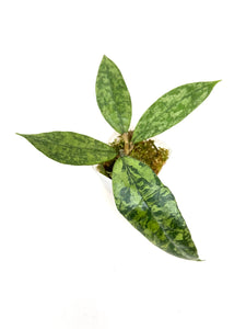 Hoya Lambii Silver A