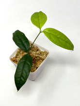 Load image into Gallery viewer, Hoya Campanulata