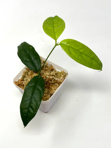 Hoya Campanulata