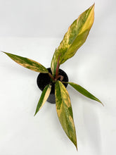 Load image into Gallery viewer, Philodendron Caramel Marble 4”