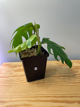 Load image into Gallery viewer, 39. Philodendron Mayoi
