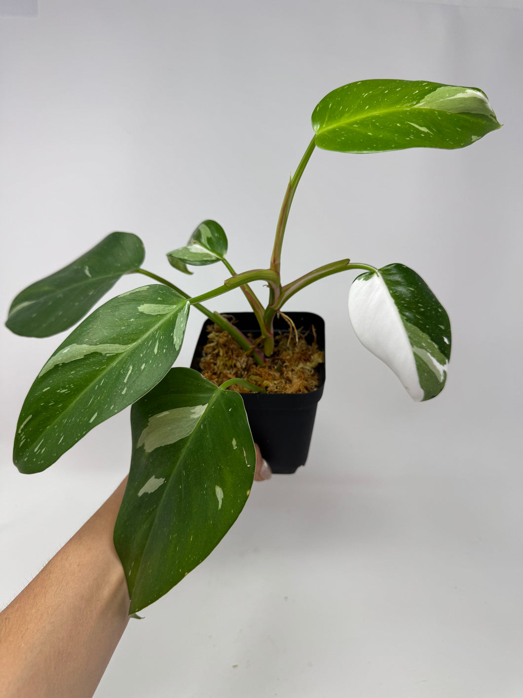 Philodendron White Princess