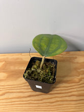 Load image into Gallery viewer, 12. Hoya Clandestina