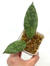 Load image into Gallery viewer, Hoya Lambii Silver C