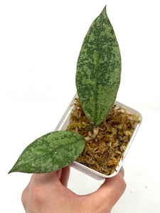 Hoya Lambii Silver C