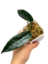 Load image into Gallery viewer, Hoya Onychoides