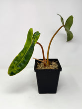 Load image into Gallery viewer, Philodendron Billietiae Variegated E