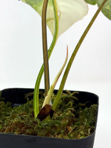 Philodendron Gloriosum Variegated B
