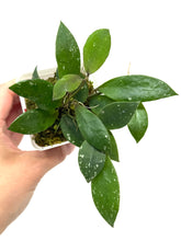 Load image into Gallery viewer, Hoya Walliniana UT-152
