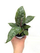 Load image into Gallery viewer, Homalomena ‘Purple Sword’