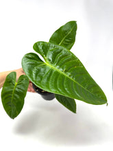 Load image into Gallery viewer, Anthurium Veitchii
