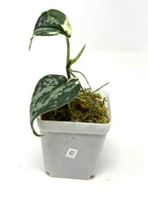Load image into Gallery viewer, Scindapsus Mayari Variegated C