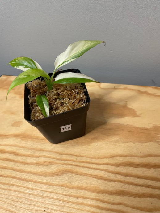 195. Rhaphidophora Tetrasperma Variegated