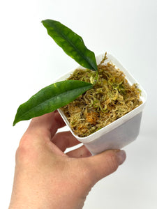 Hoya Sammannaniana