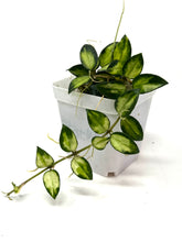 Load image into Gallery viewer, Hoya Lacunosa Tricolor ‘Bruno’