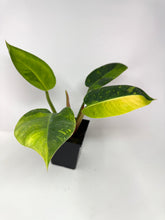 Load image into Gallery viewer, Philodendron Green Congo Variegated