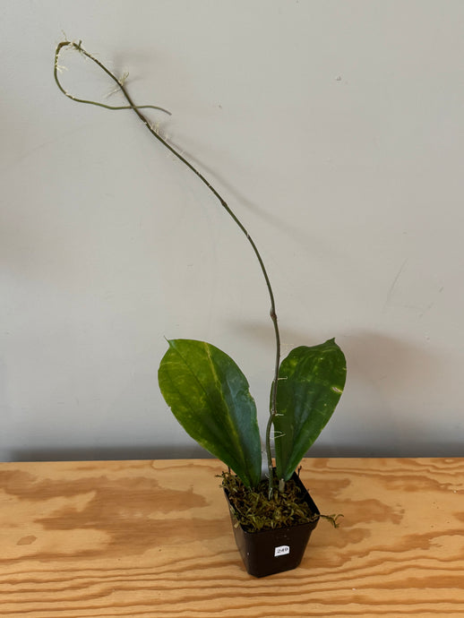 249. Hoya Lambii