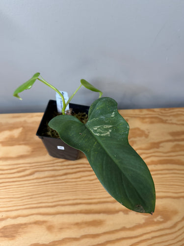 96. Philodendron Bipennifolium Variegated ‘Violin’