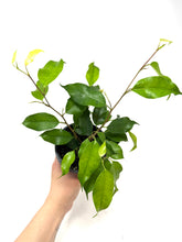 Load image into Gallery viewer, Ficus Benjamina ‘Little Leaf’