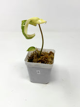 Load image into Gallery viewer, Philodendron Gloriosum Variegated C