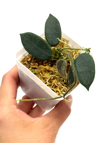 Hoya Thomsonii
