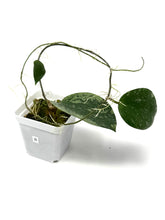 Load image into Gallery viewer, Hoya Glabra Silver B